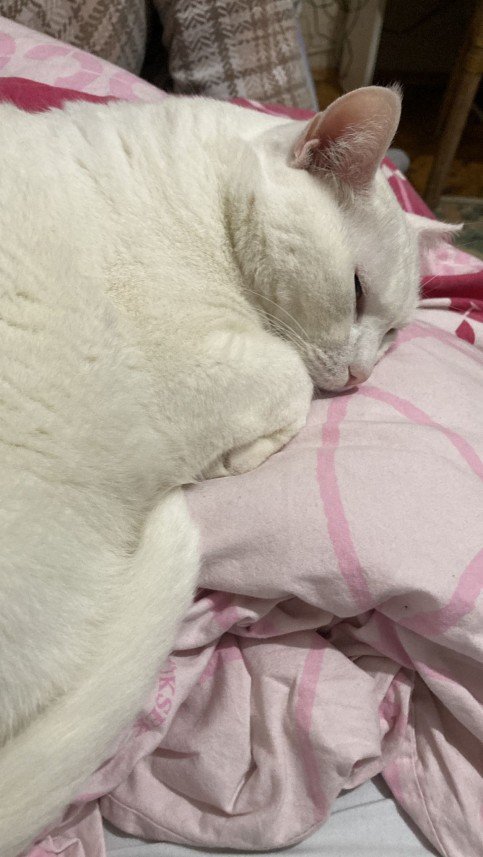 Koray Göktuğ  Tümer