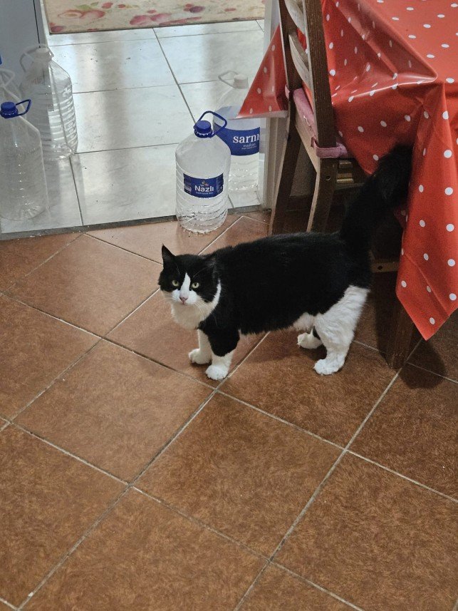 Lalehan Yapıcı
