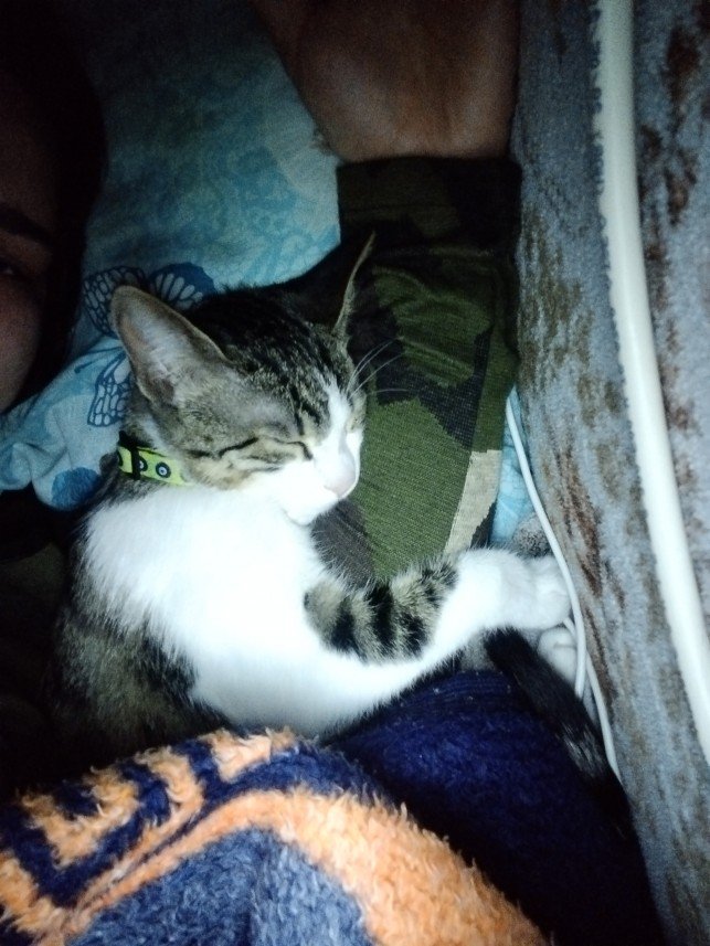 Medine Kardelen Elgin