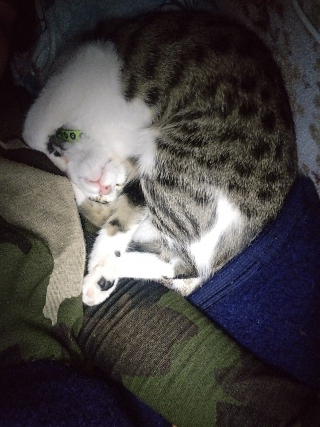 Medine Kardelen Elgin