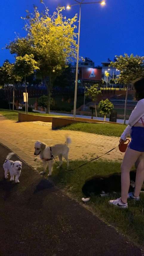 menekşe begüm doğan