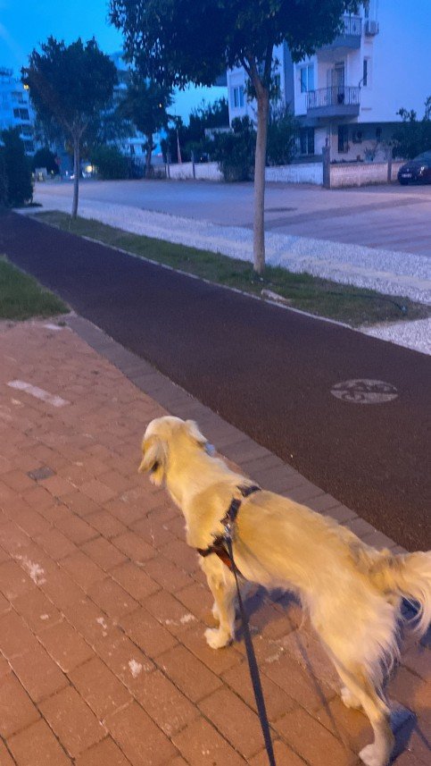 menekşe begüm doğan