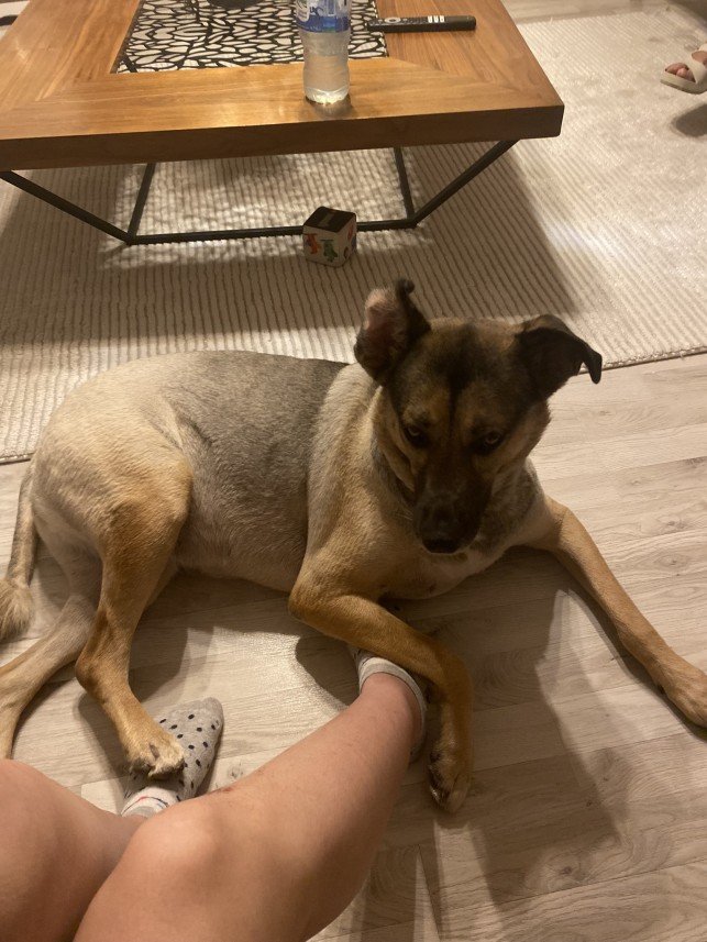 menekşe begüm doğan