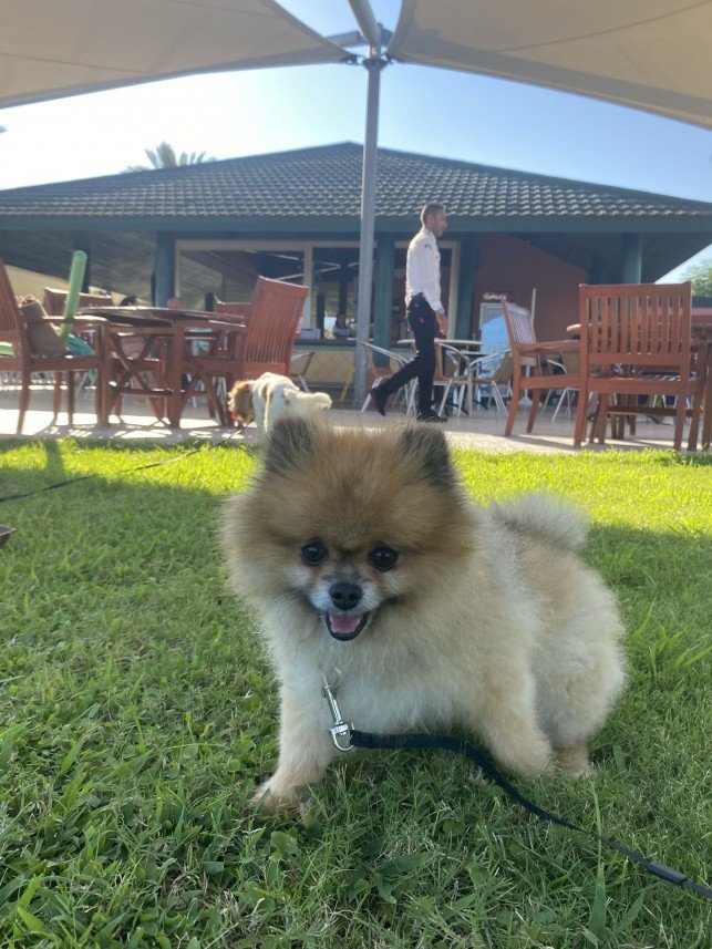 menekşe begüm doğan