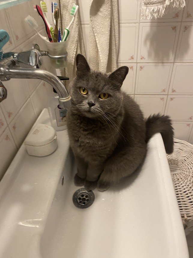 menekşe begüm doğan