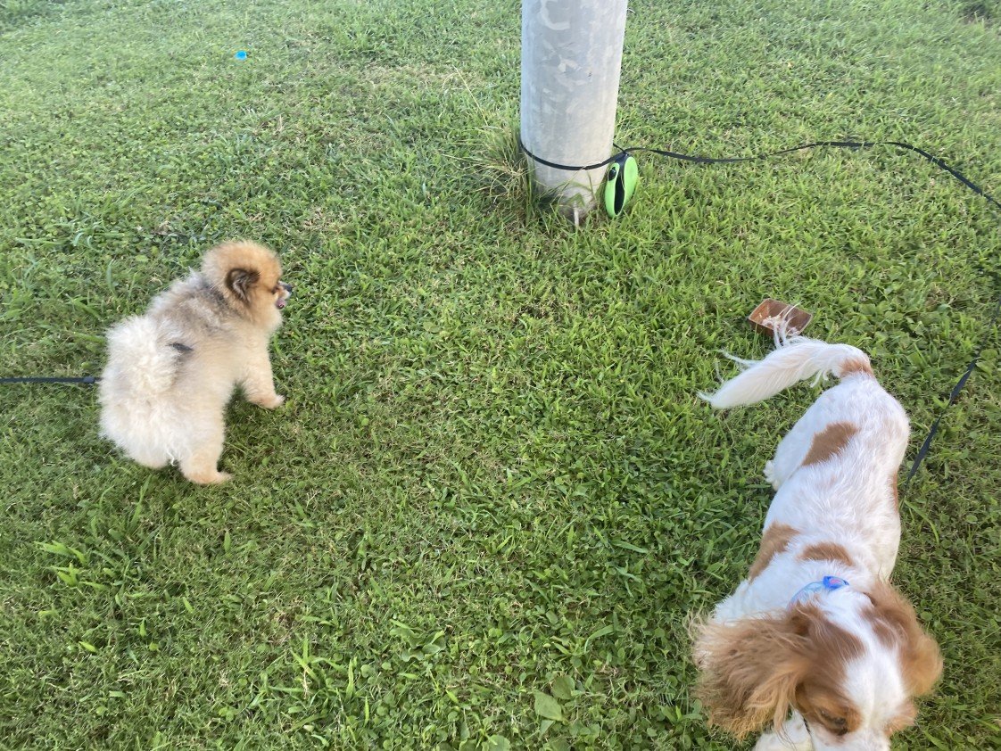 menekşe begüm doğan