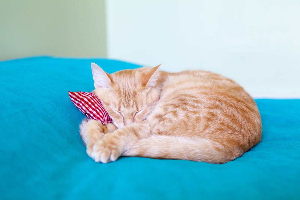 Mia Kedi Oteli Müşteri Değerlendirmeleri, Fotoğrafları ve Videoları