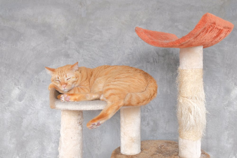 mia kedi