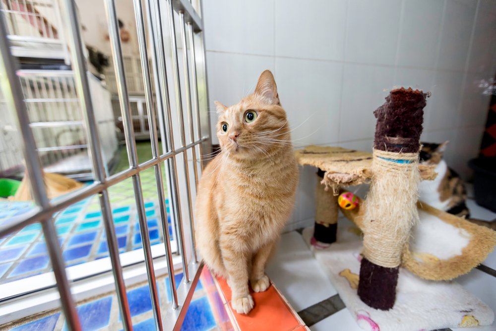 Mia Kedi Oteli Müşteri Değerlendirmeleri, Fotoğrafları ve Videoları