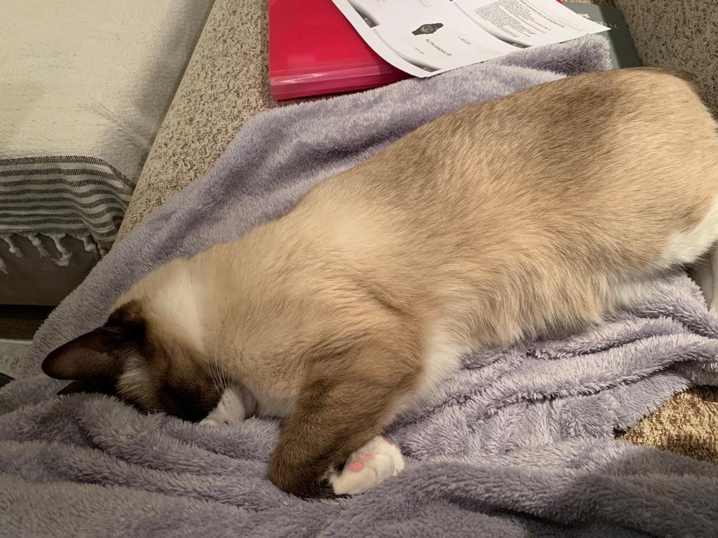 Patili Yuva Kedi Oteli