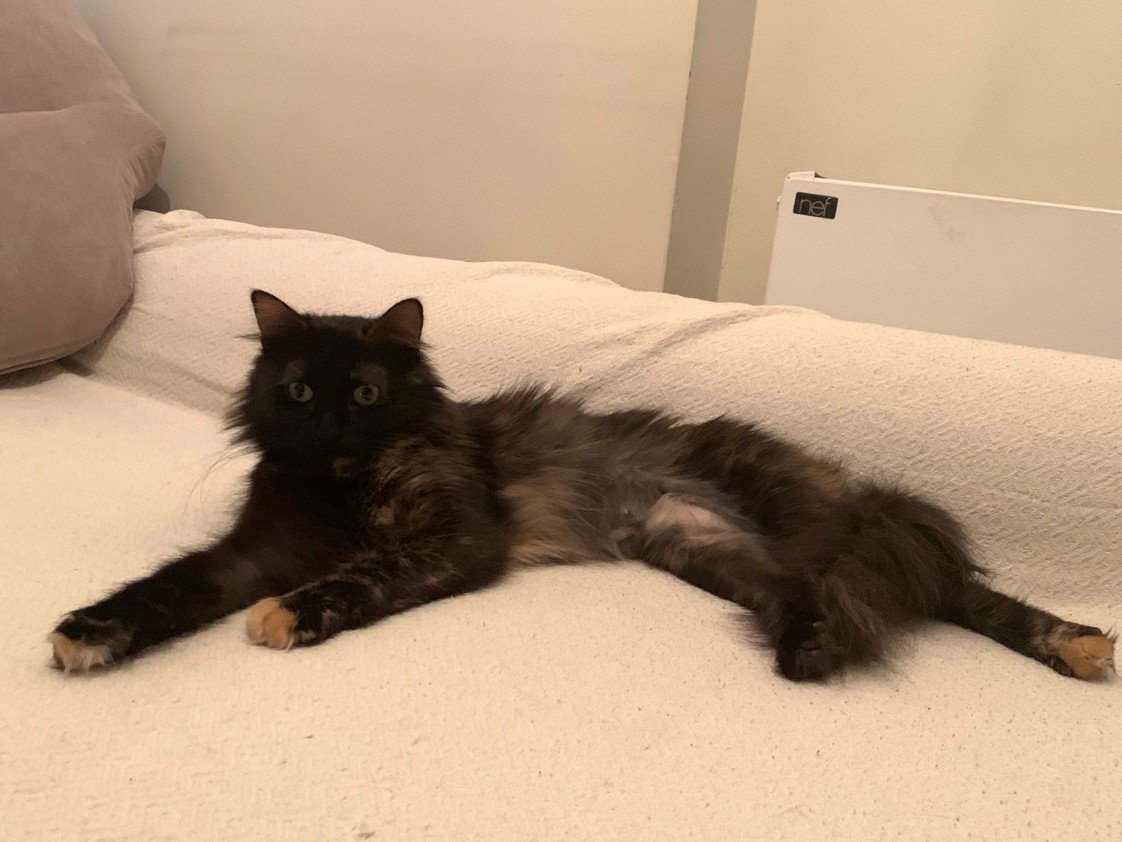 Patili Yuva Kedi Oteli