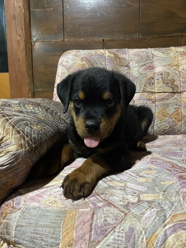 Muhammed Bartu Yenisoy