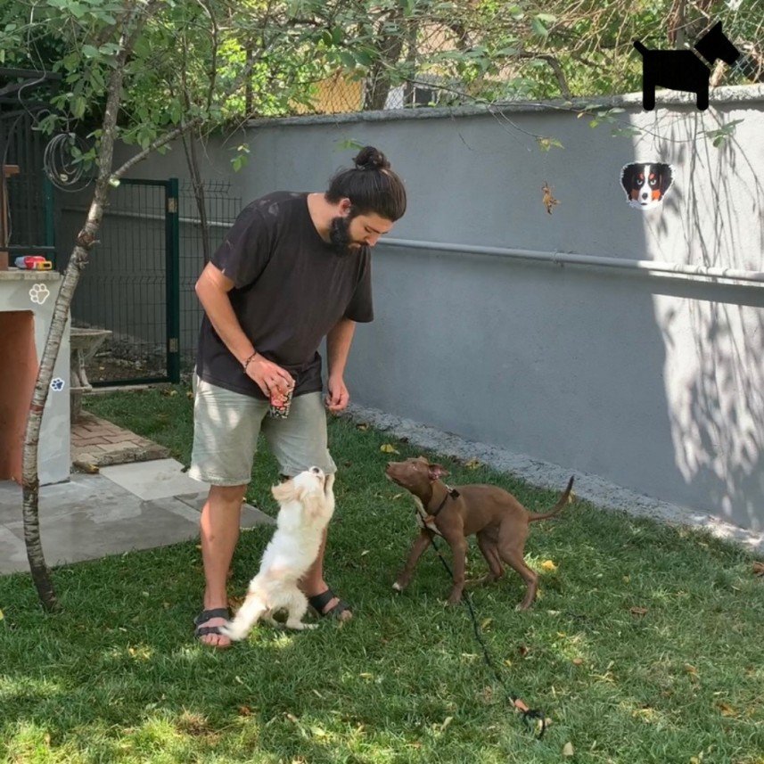 Köpek Eğitimi İzmir