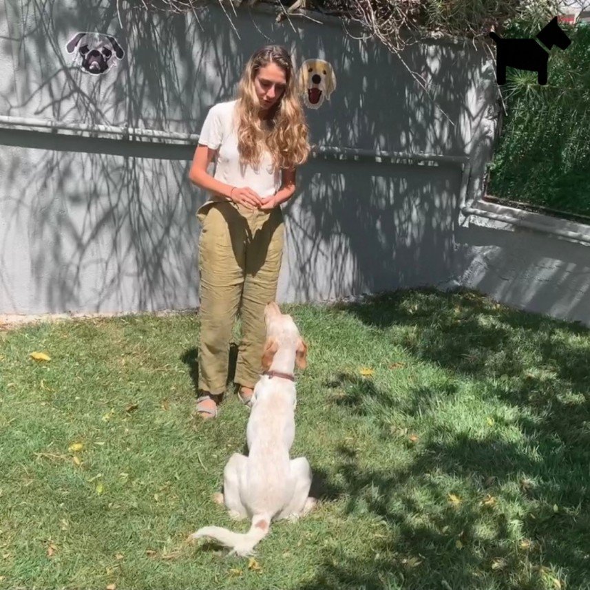 Köpek Eğitimi İzmir