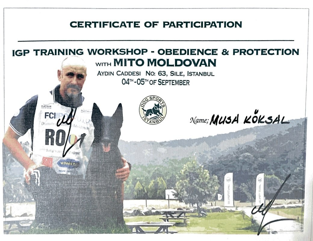 Köpek Eğitimi İzmir