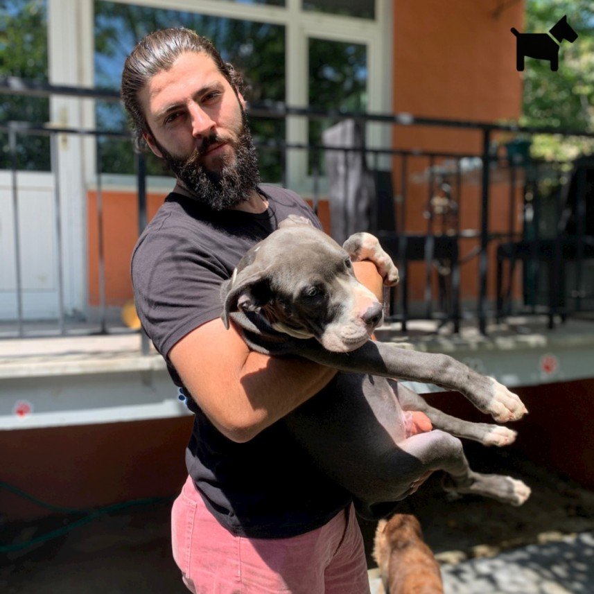 Köpek Eğitimi İzmir