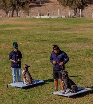 Köpek Eğitimi İzmir