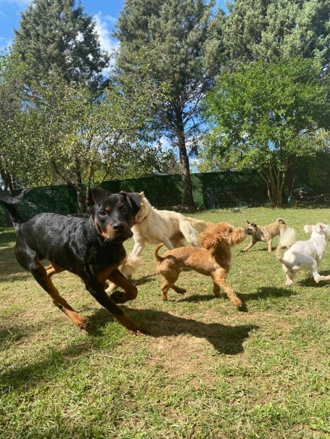Murphy Köpek Eğitimi