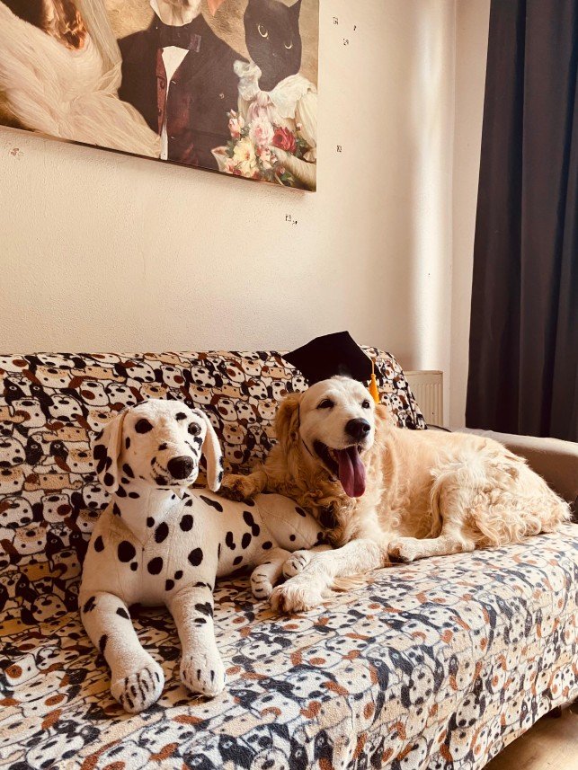 Murphy Köpek Eğitimi