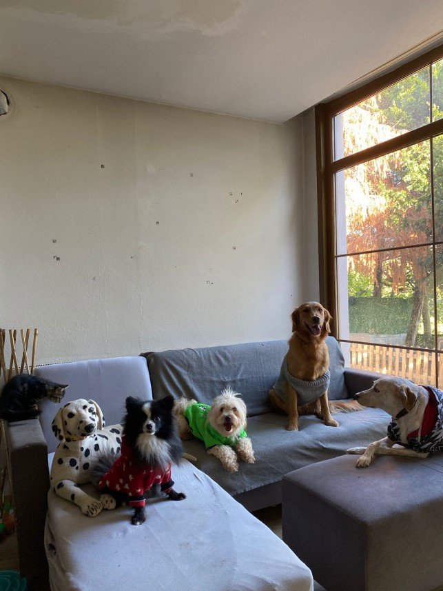 Murphy Köpek Eğitimi