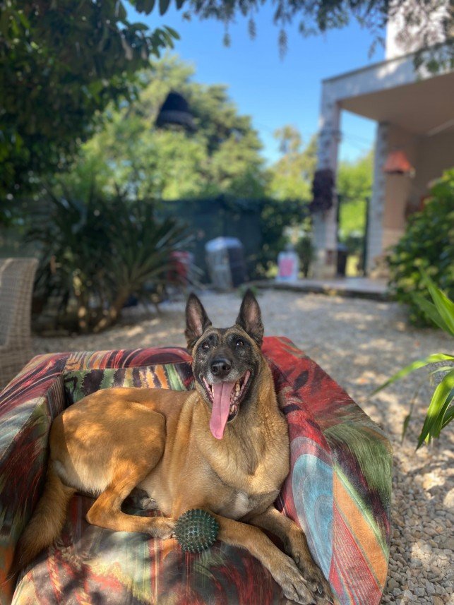 Murphy Köpek Eğitimi