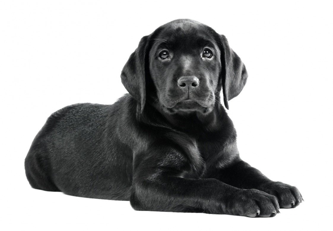 Mustafa Deliormanlı