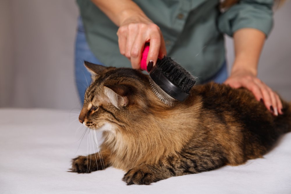 Mutlu Kedi Oteli Müşteri Değerlendirmeleri, Fotoğrafları ve Videoları