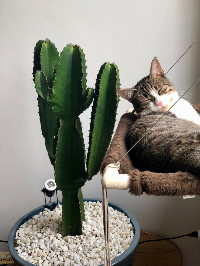 Mutlu Kedi Oteli Müşteri Değerlendirmeleri, Fotoğrafları ve Videoları