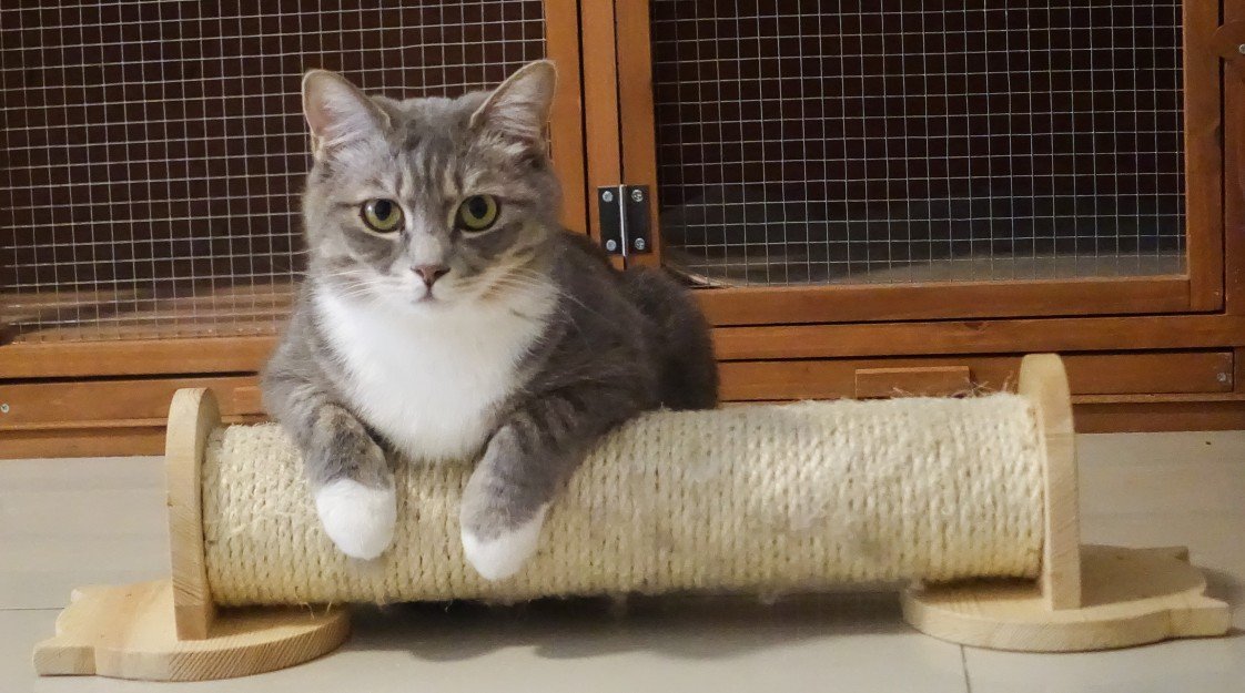 Mutlu Kedi Oteli Müşteri Değerlendirmeleri, Fotoğrafları ve Videoları