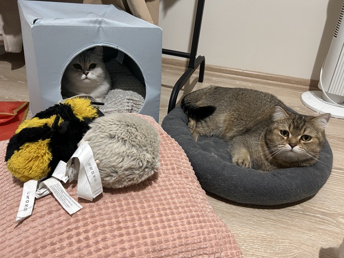 Nehir Mühürdaroğlu