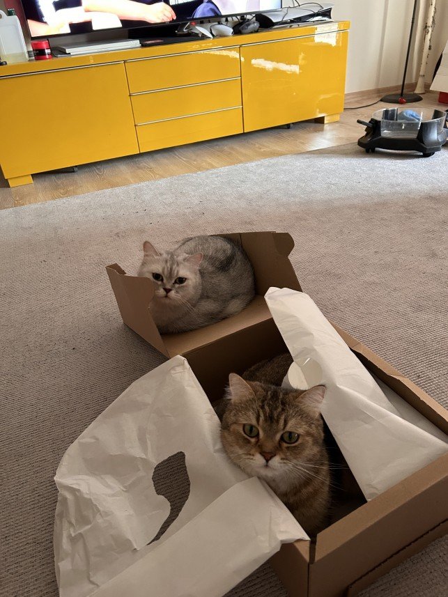 Nehir Mühürdaroğlu