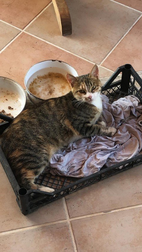 Nilsu Mine Yıldırım