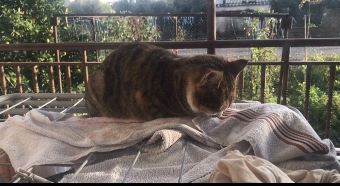 Nilsu Mine Yıldırım