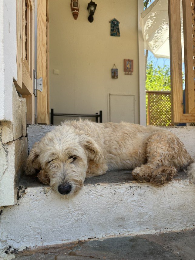 Nilsu Mine Yıldırım
