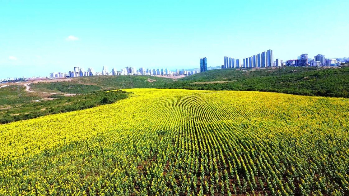 Oğuz Selim Çalışkan