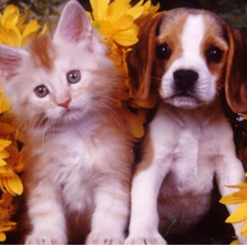 Ömer Faruk  Güldür