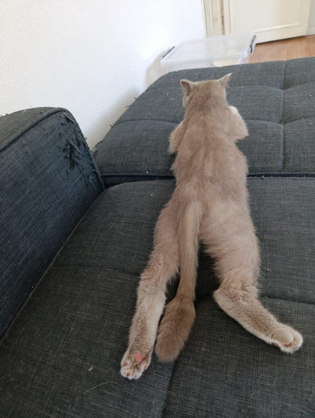 öyküm çiçekdal