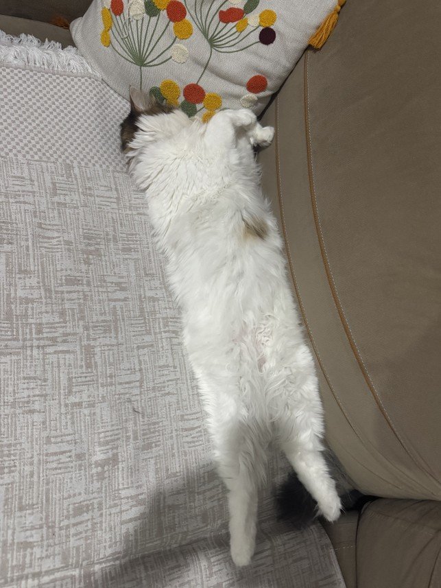 Özlem Afra Pekcan