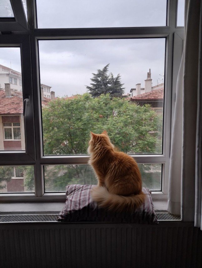 Özlem Akçura
