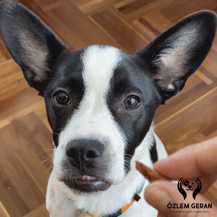 Köpeklerle Yaşam Atölyesi 