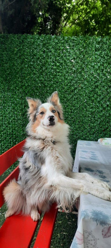 Paşa Köpek Dünyası