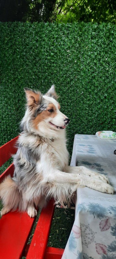 Paşa Köpek Dünyası