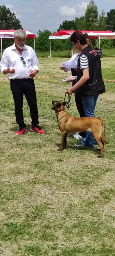 Paşa Köpek Dünyası