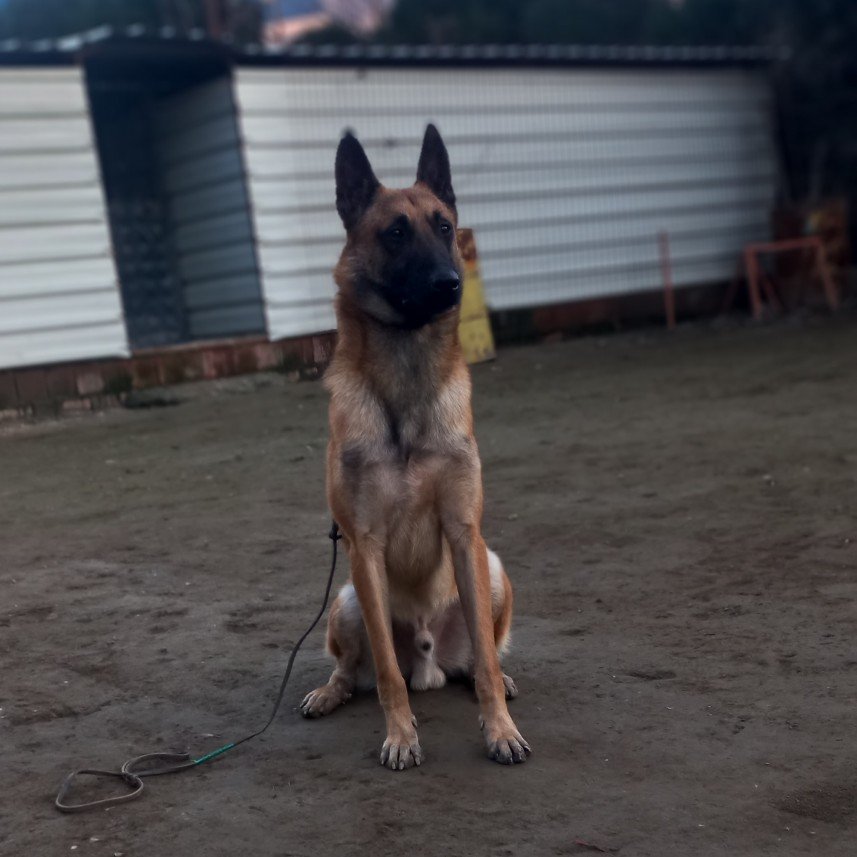 Paşa Köpek Dünyası