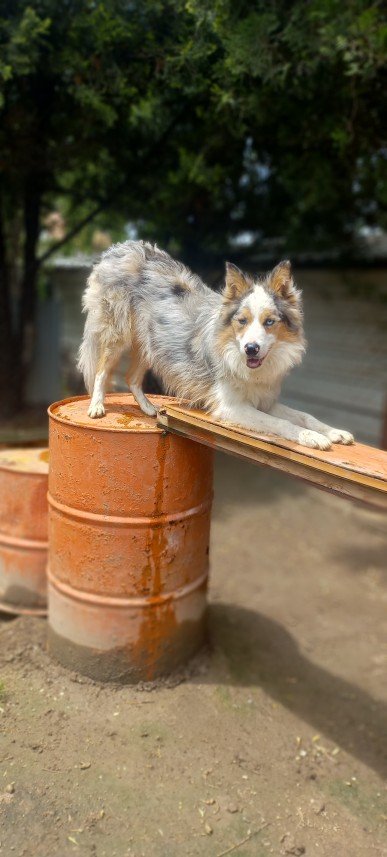 Paşa Köpek Dünyası