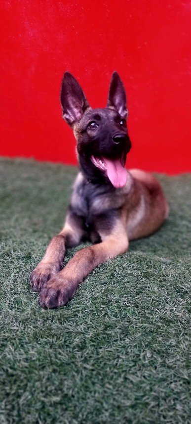 Paşa Köpek Dünyası