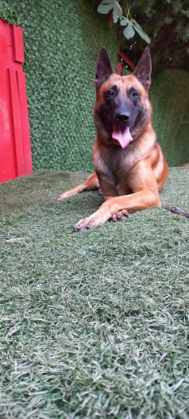 Paşa Köpek Dünyası