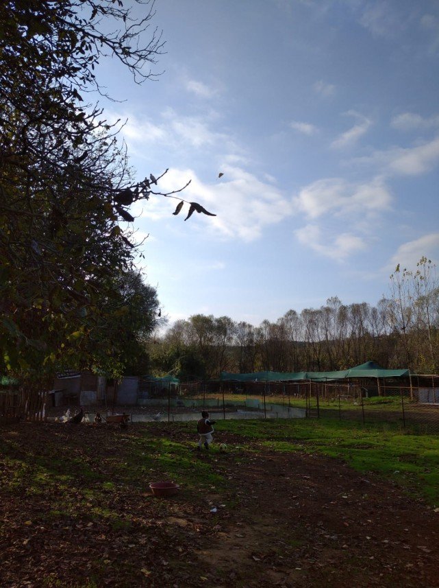 Pati Dostum Pet Otel