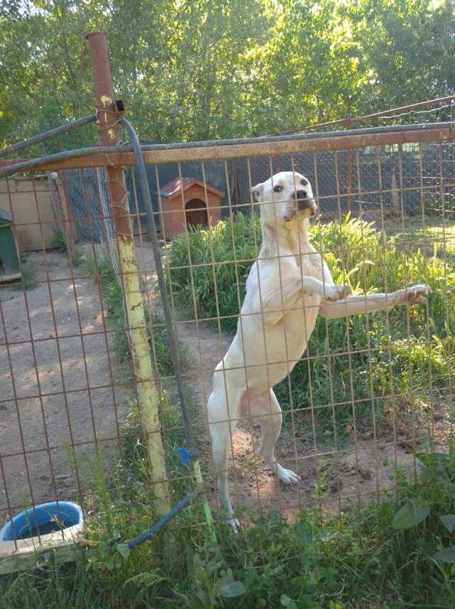 Pati Dostum Pet Otel