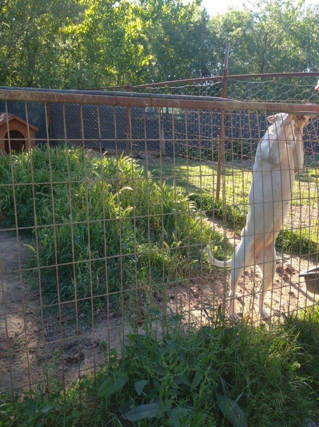 Pati Dostum Pet Otel